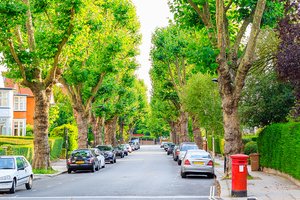 street_trees_960-1.jpg